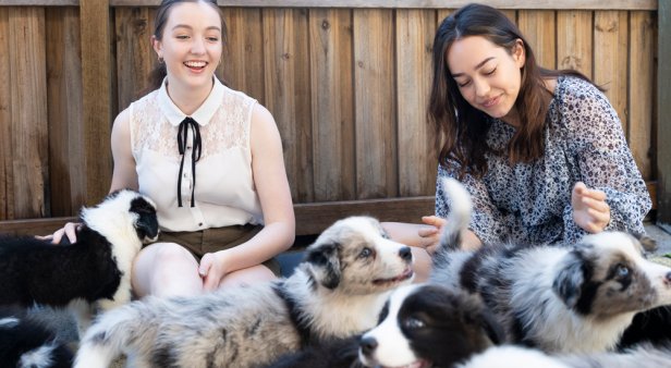Cuddle with puppies at Samford Valley cafe Collies and Co.