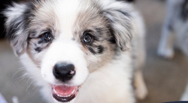 Cuddle with puppies at Samford Valley cafe Collies and Co.