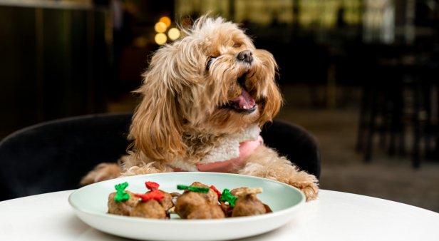 It&#8217;s a ruff life – The Westin Brisbane has launched a fine-dining menu for dogs