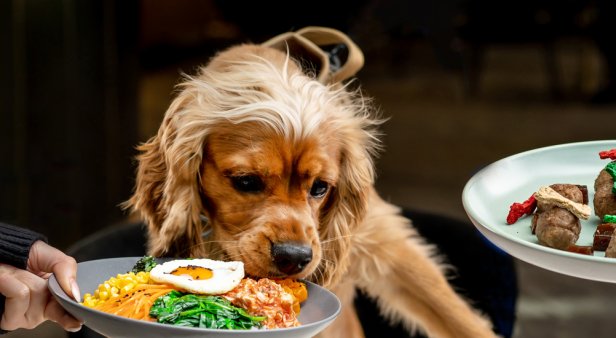 It&#8217;s a ruff life – The Westin Brisbane has launched a fine-dining menu for dogs