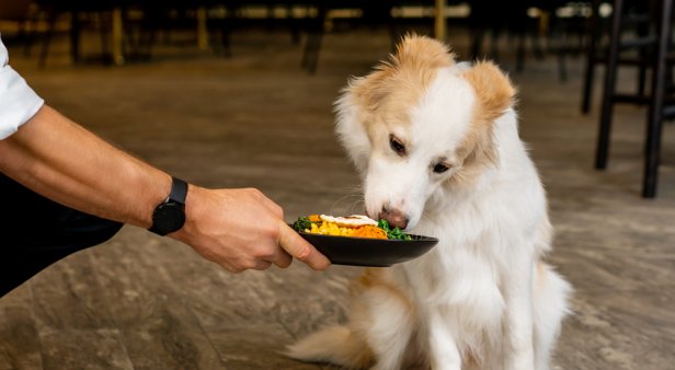 It&#8217;s a ruff life – The Westin Brisbane has launched a fine-dining menu for dogs