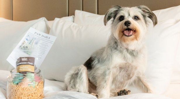 Hotel for dogs – Brisbane Marriott is welcoming pampered pooches
