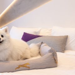 That&#8217;s so fetch – treat your furry friend to a five-star stay at Hotel X