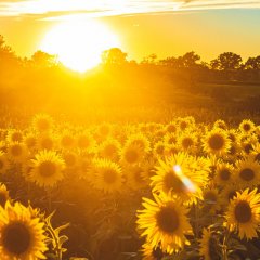 Save the date – Kalbar Sunflower Festival is returning with a field of one-million blooms
