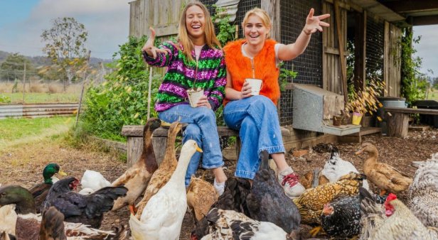 Meet twin lambs, have a picnic with alpacas and pluck produce on the Scenic Rim Farm Gate Trail