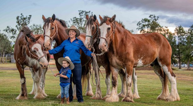 Scenic Rim Clydesdale Spectacular