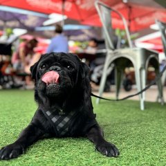 Pups and Pints &#8211; Dog Friendly Charity Fundraiser