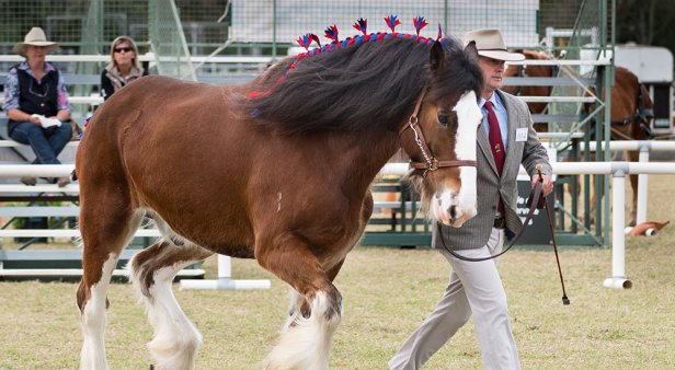 Giddy up to the country for the Scenic Rim Clydesdale Spectacular&#8217;s celebration of equine art, culture and tradition