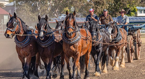 Giddy up to the country for the Scenic Rim Clydesdale Spectacular&#8217;s celebration of equine art, culture and tradition