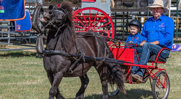 Escape to the country for a weekend of wagon rides, bush dancing and equine arts at the Scenic Rim Clydesdale Spectacular